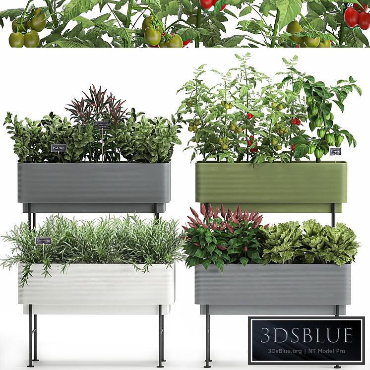 Plant collection 1059. Vegetable garden in the kitchen, vegetables, tomatoes, peppers, herbs, flowerpot, set, Rosemary, lettuce, Lettuce