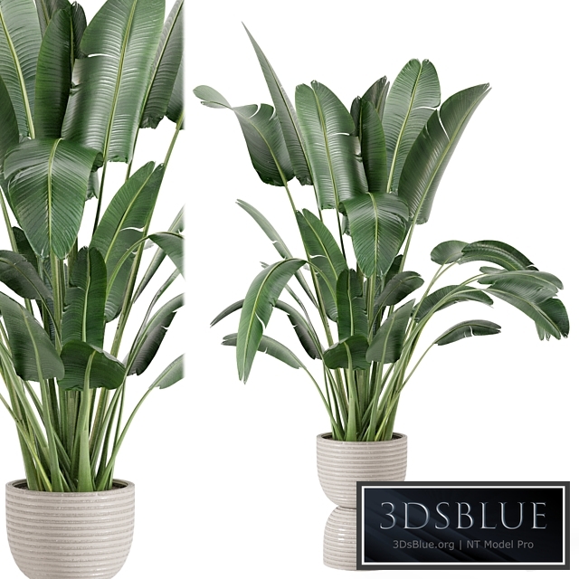 Indoor Plants in rusty Concrete Pot - Set 298