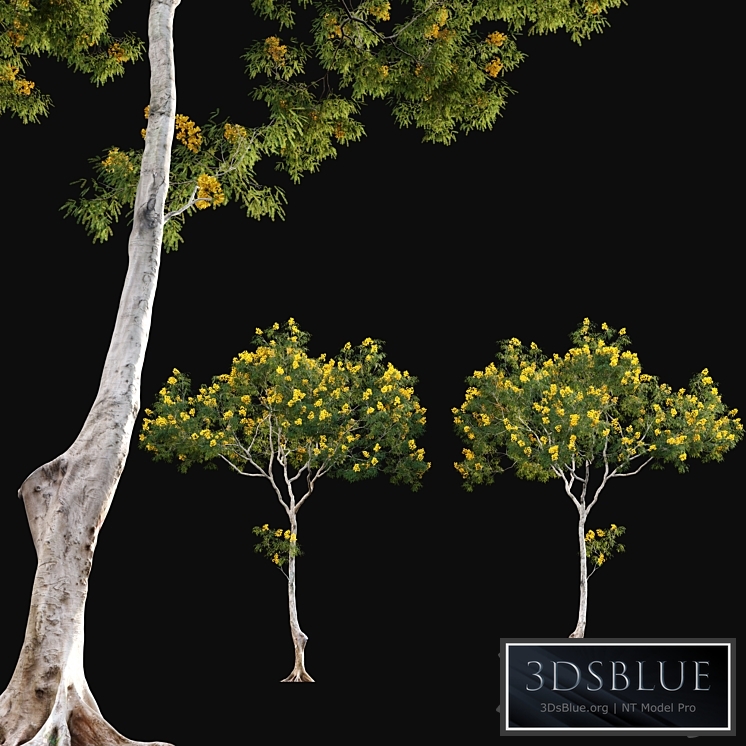 Cassia splendida - Golden Wonder Senna