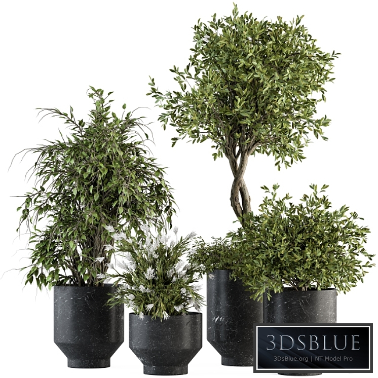 indoor Plant Set 308 - Tree and Plant Set in Black pot