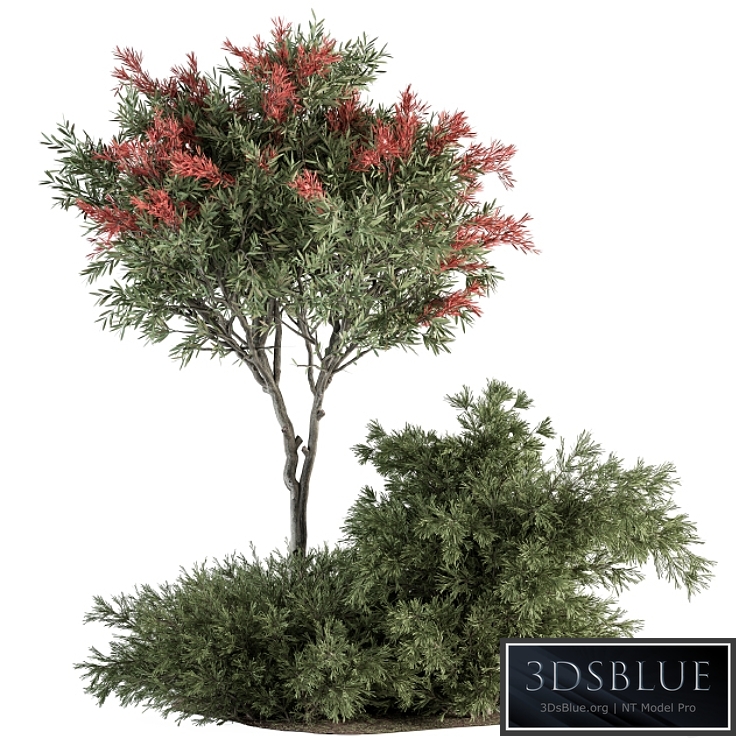 Red Crape Myrtle tree and Bush - Outdoor Garden Set 313