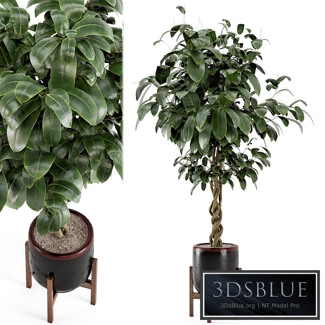 Indoor Plants in Combination of wood & concrete Pot - Set 301