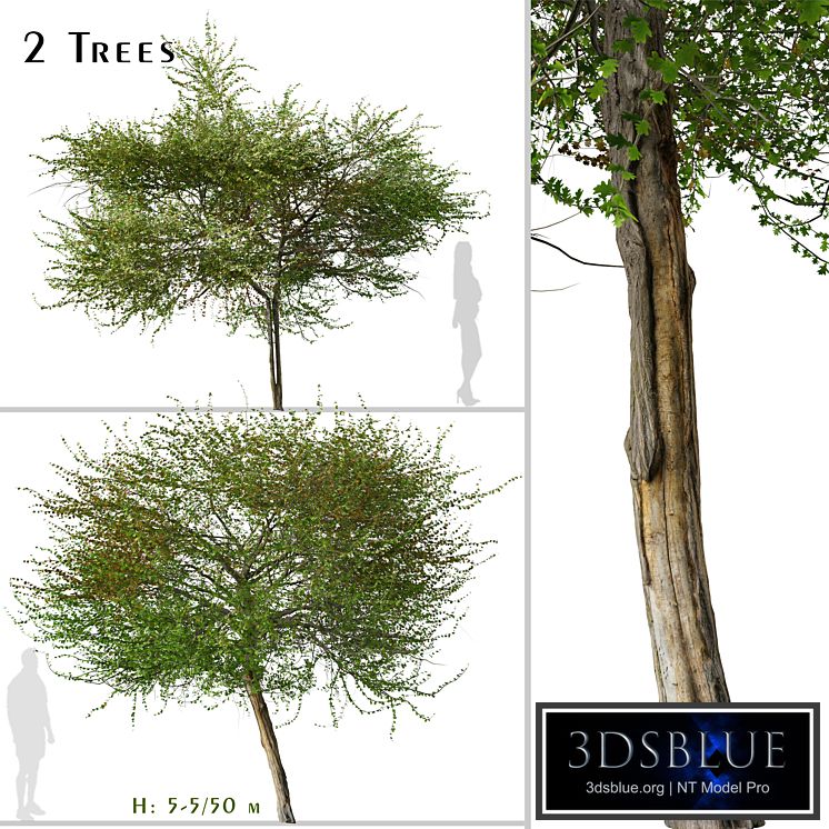 Set of English Hawthorn Tree (Crataegus monogyna) (2 Trees)