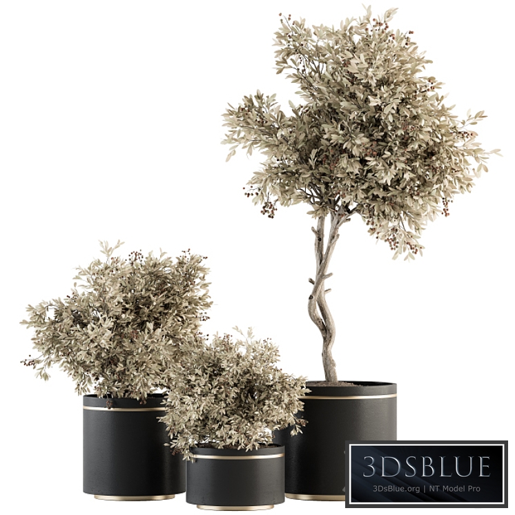 indoor Plant Set 310 - Tree and Plant Set in Black pot