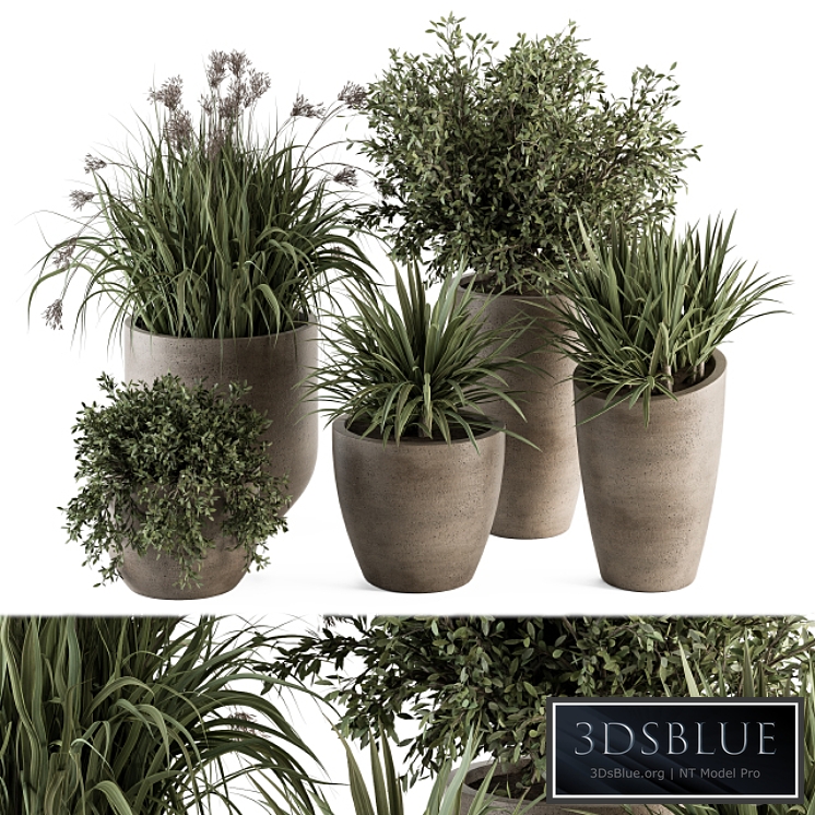 Outdoor Plant Set 311 - Yuka and Bush Set in Concrete Pot