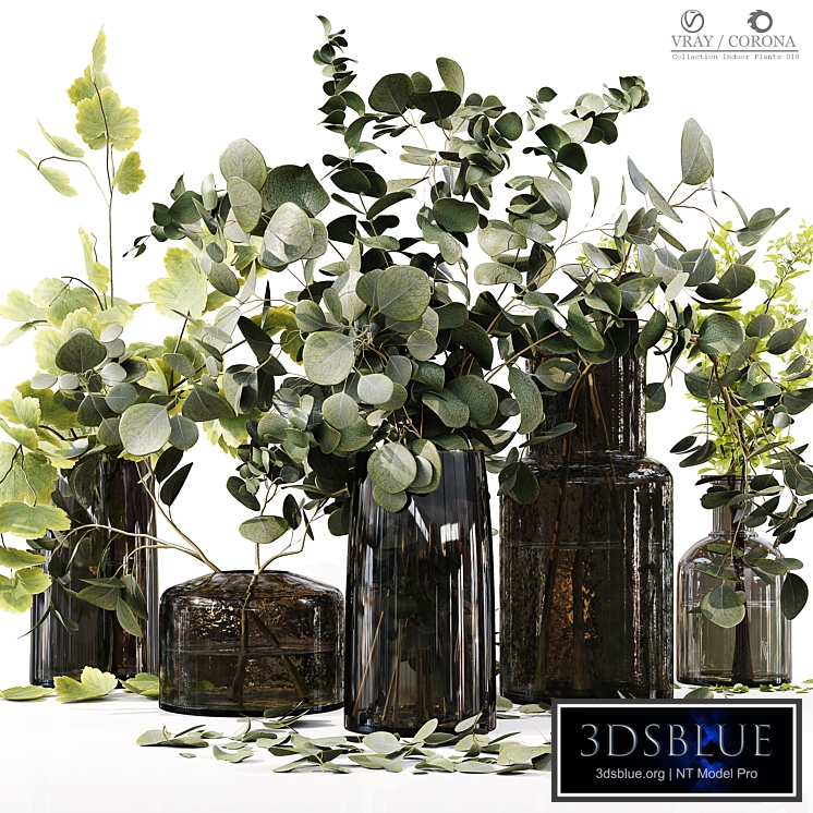 Collection Indoor Plants 010