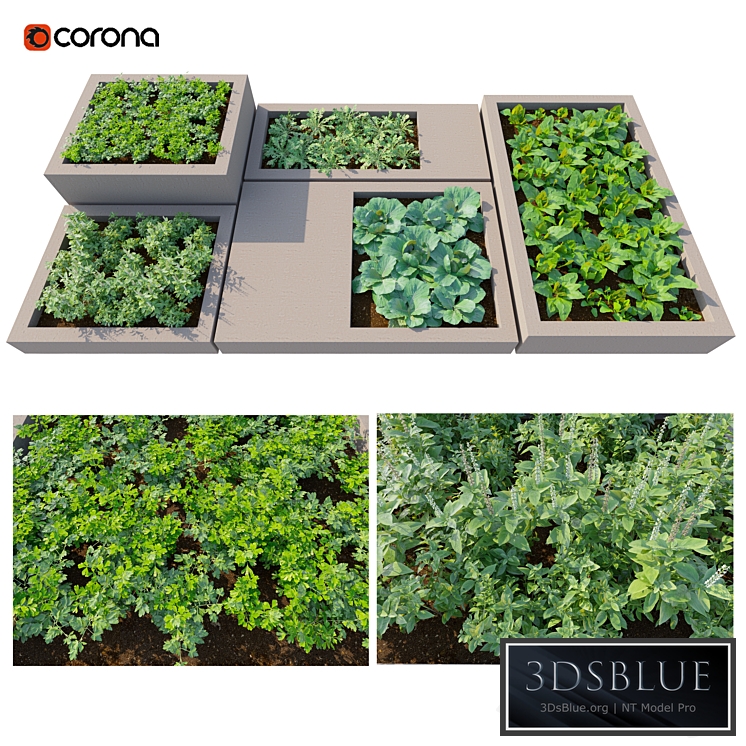 Rooftop Kitchen Garden