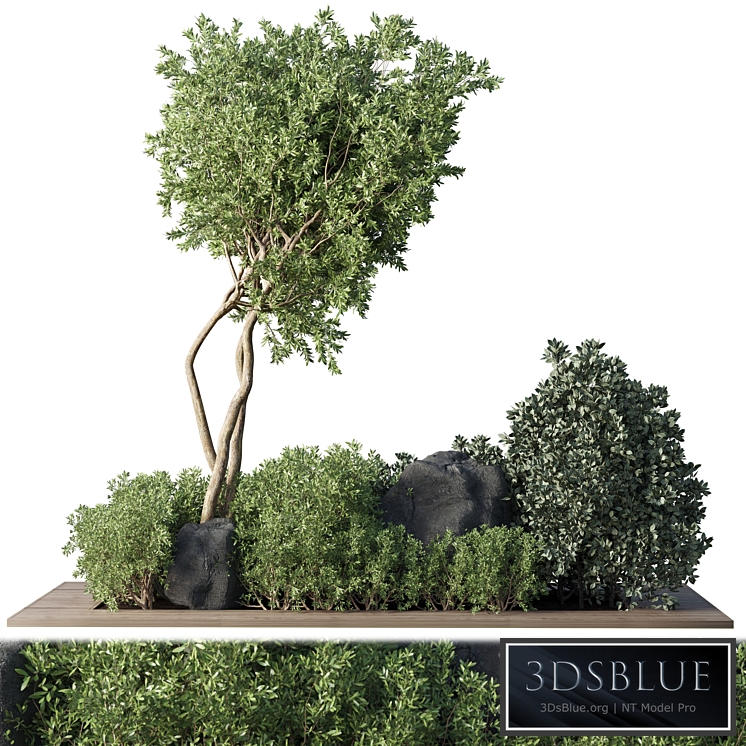 Collection Outdoor Indoor plant 67_green garden plant-tree-bush corona