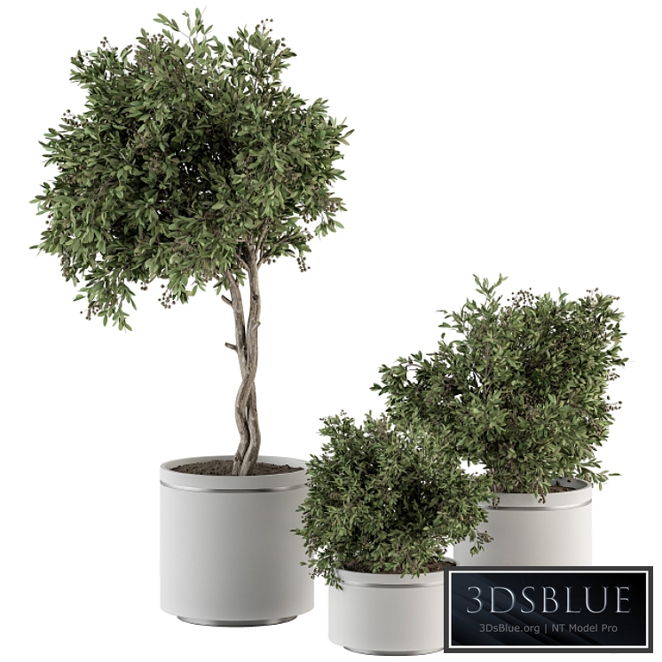 indoor Plant Set 311 - Tree and Plant Set in Black pot