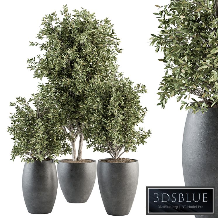 Outdoor Plant Set 306- Plant and Tree Set