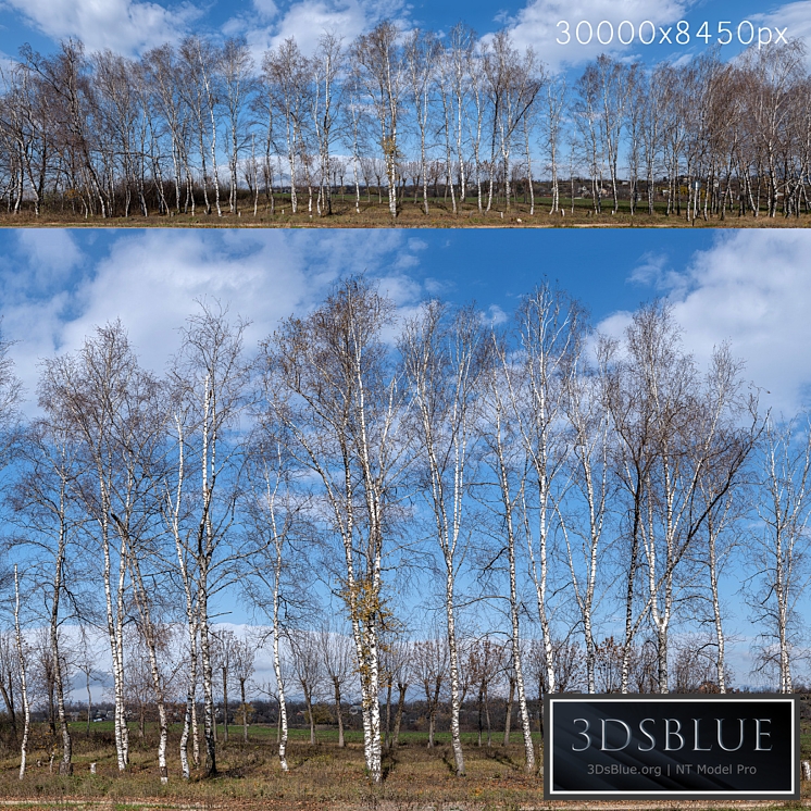 Panorama with birches. 30k