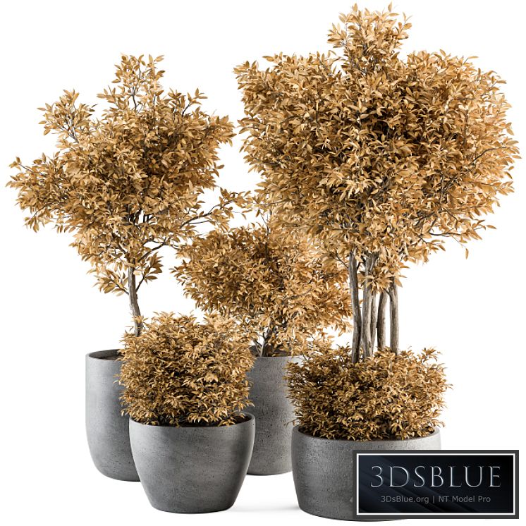 Outdoor Plant Set 322- Autumn Plant and Tree Set