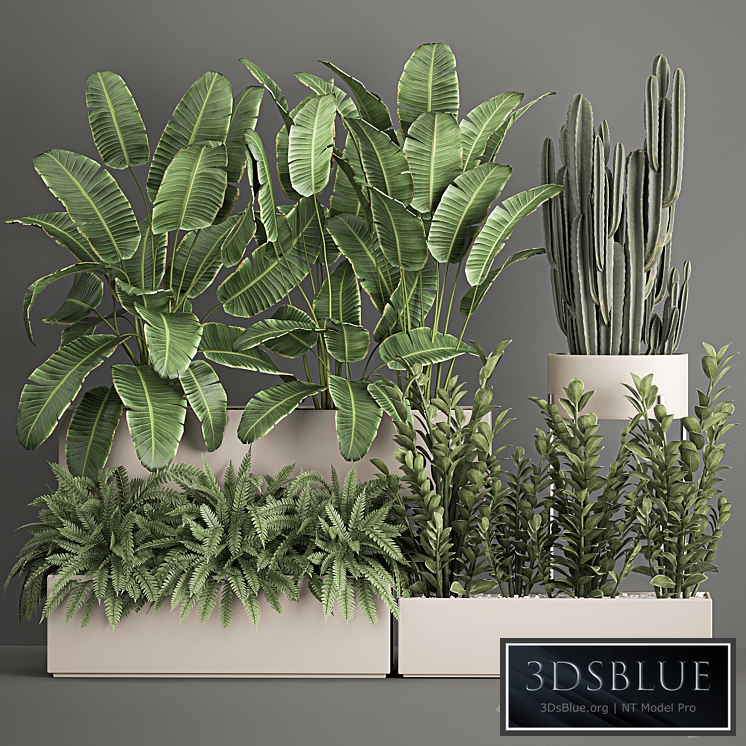 Plant collection 1062. Strelitzia, thickets, fern, cactus, cereus, Zamioculcas, pot, flowerpot, banana bush