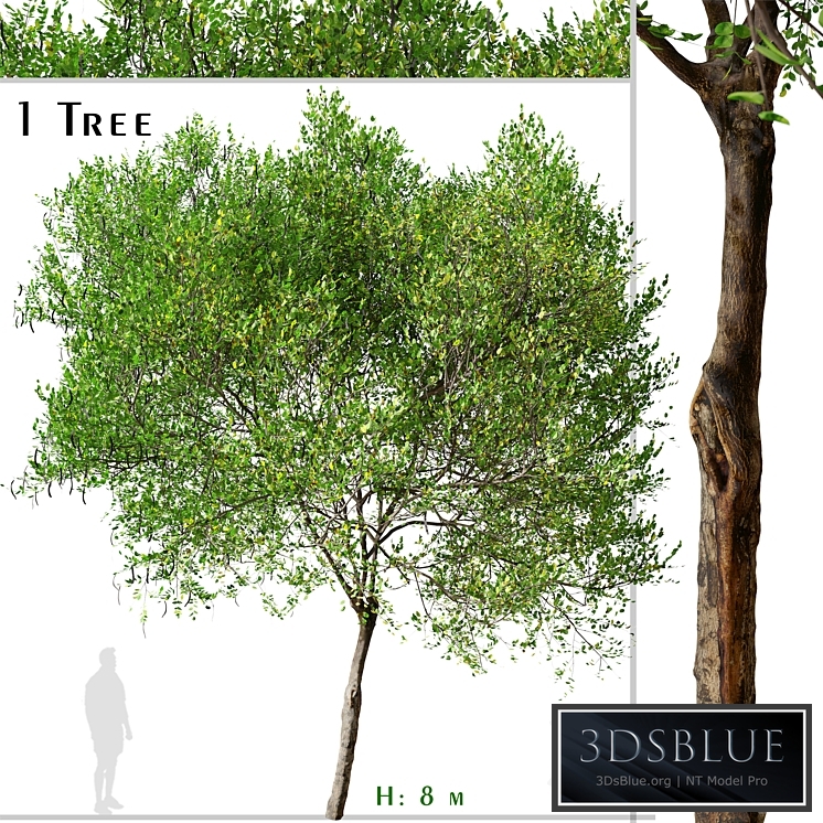 Carob Tree (Ceratonia siliqua)