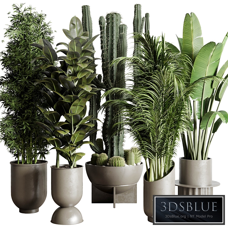 Collection indoor plant 152 ravenala ficus rubbery palm bamboo cactus concrete dirt vase