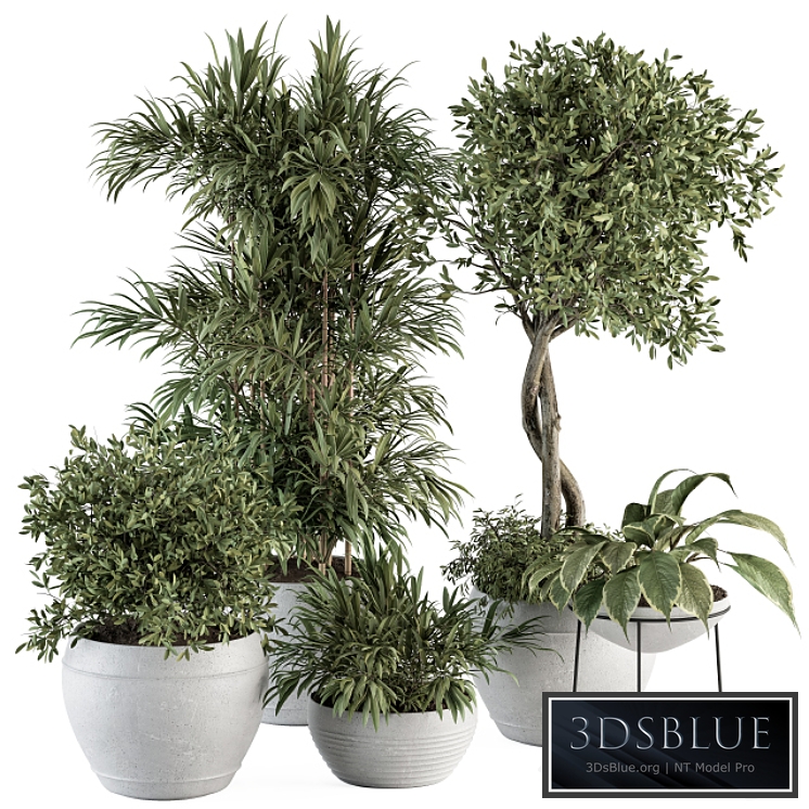 Outdoor Plant Set 323- Plant and Tree Set