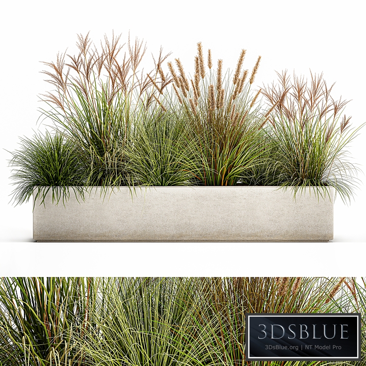 Plant collection 1074. pampas grass, reeds, flowerbed, landscaping, bushes