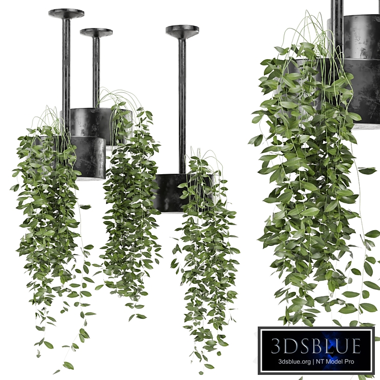 indoor hanging plants in metal box set 134