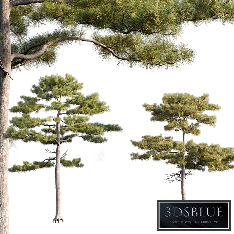 Pinus tabuliformis # 2