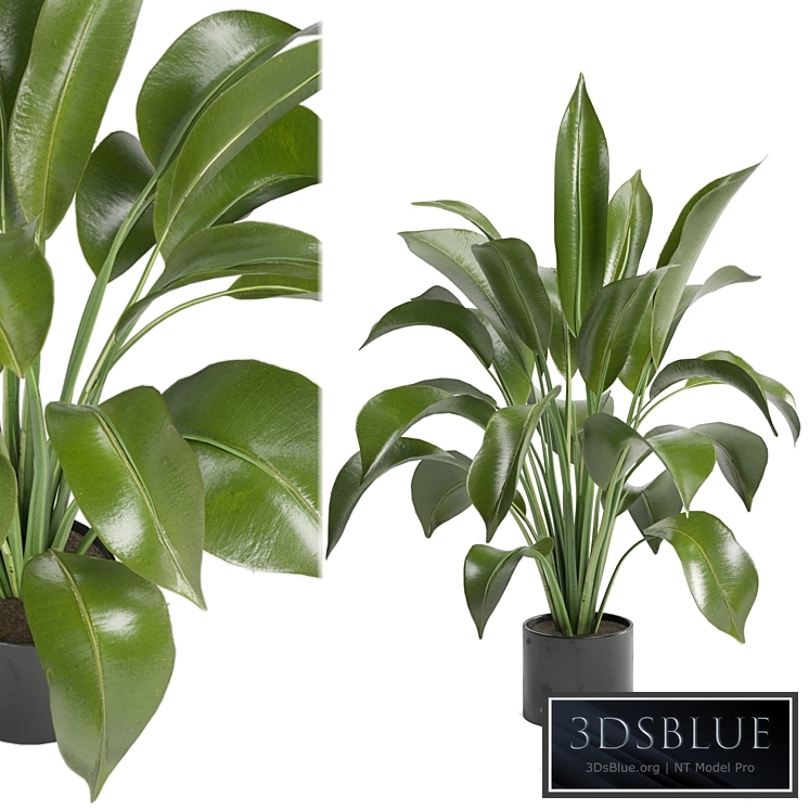 Indoor Plants in Ferm Living Bau Pot Large - Set 136