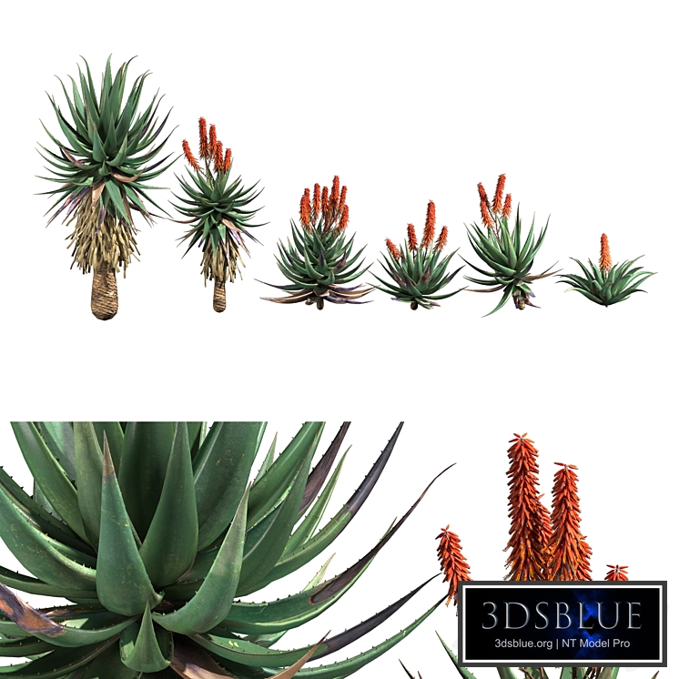 Aloe Ferox (Cape Aloe)