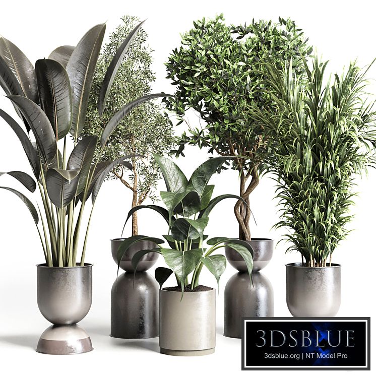 Collection indoor plant 156 pot plant ficus rubbery palm concrete dirt vase