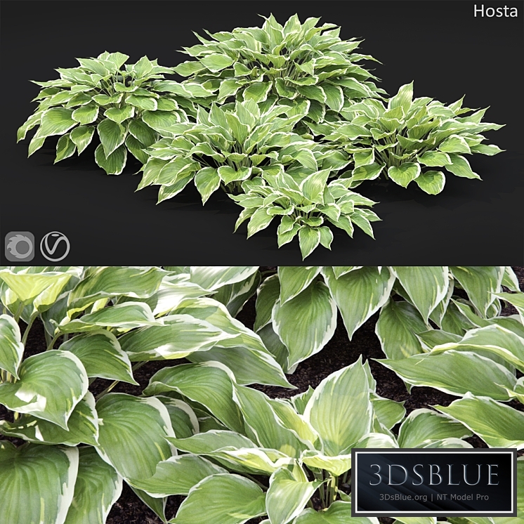 Hosta