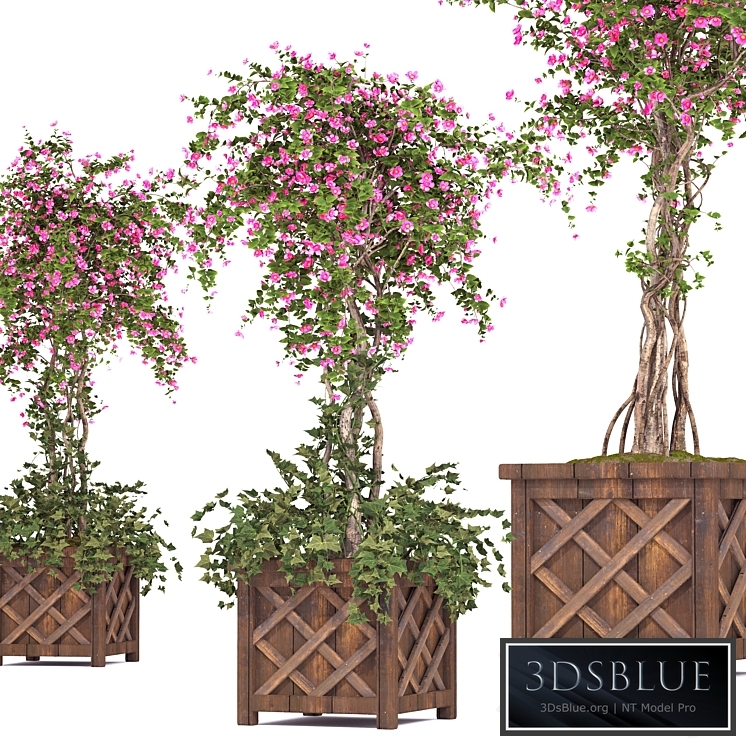 spring outdoor plants 03