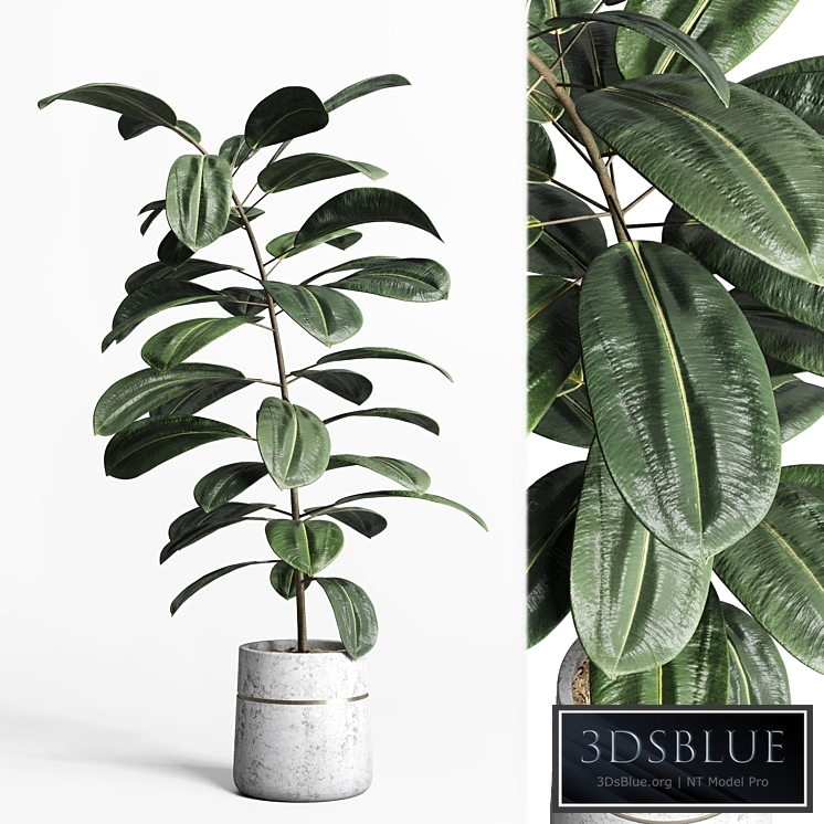 indoor plant 159 pot plant ficus rubbery concrete dirt vase