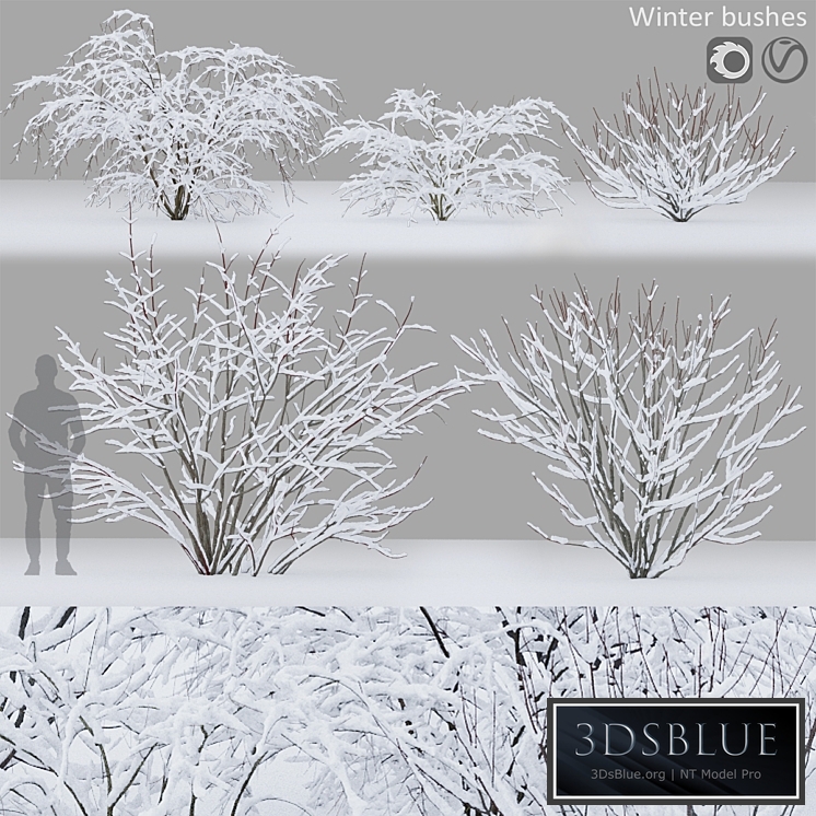 Winter bushes # 1