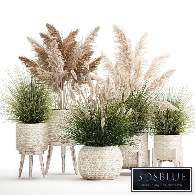 Plant collection 1080. pampas grass, white basket, reeds, rattan, landscaping, eco design, natural decor, dried flowers
