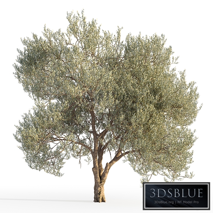 Olive tree 5