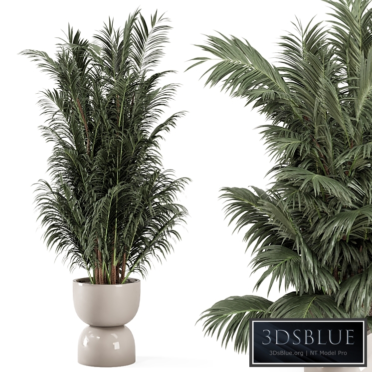 Indoor Plants in rusty Concrete Pot - Set 352