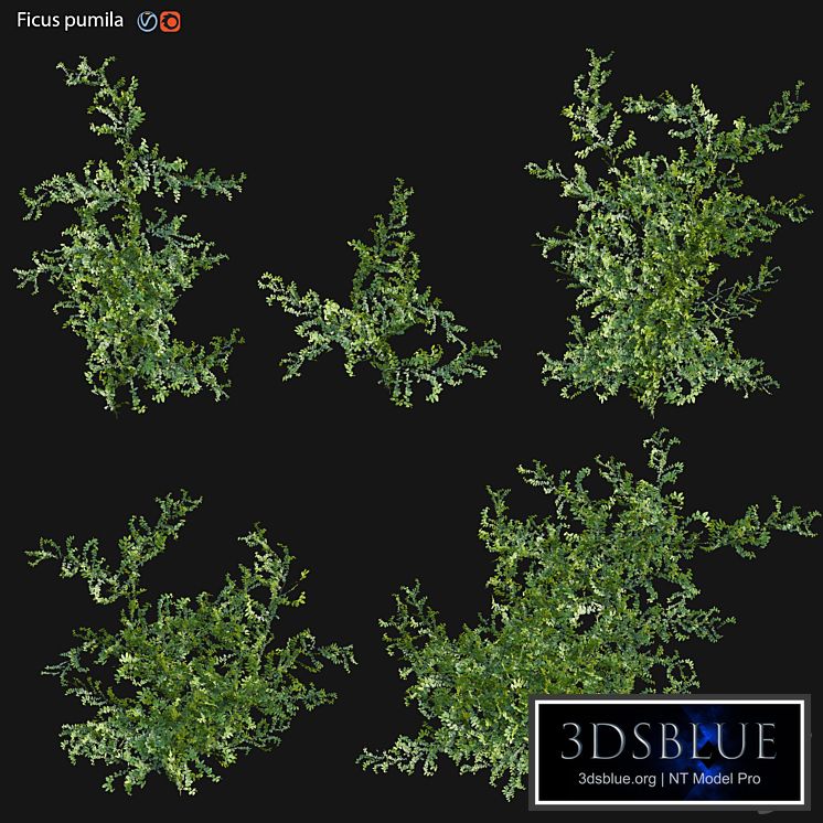 Moraceae - Ficus pumila