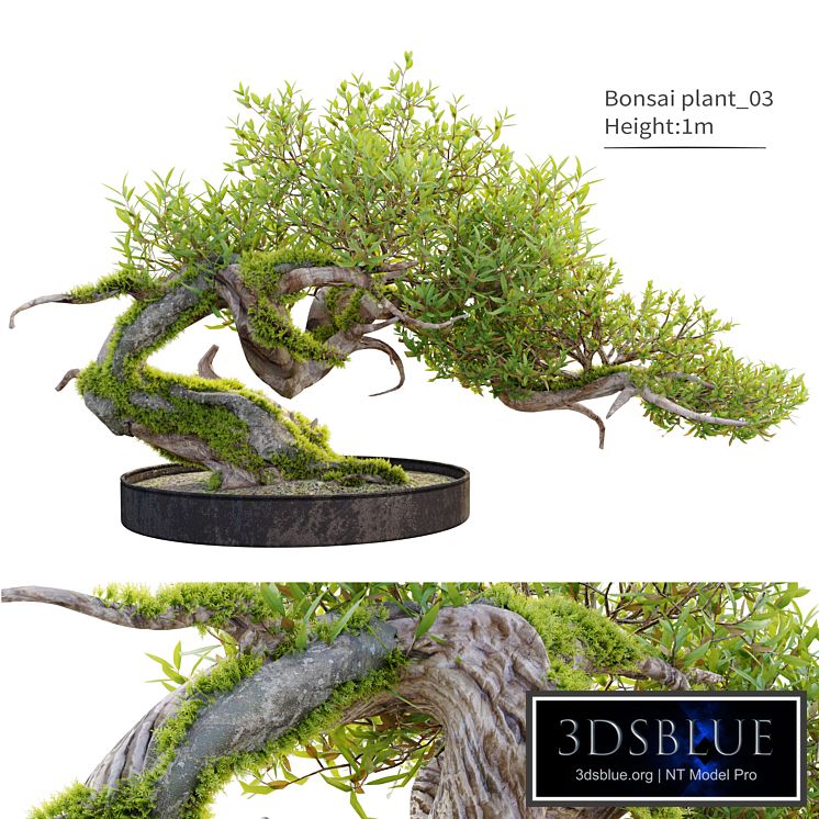 Bonsai plant_03