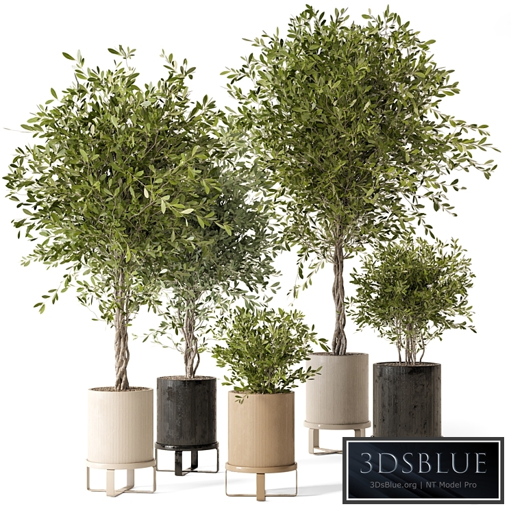 Indoor Plants in Ferm Living Bau Pot Large - Set 354