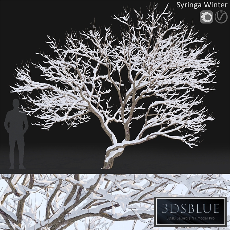 Syringa Vulgaris Winter tree