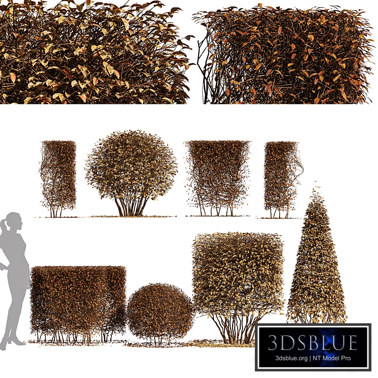 4diffrent bush-Dwarf Yaupon Holly Box Spherical Cone Winter