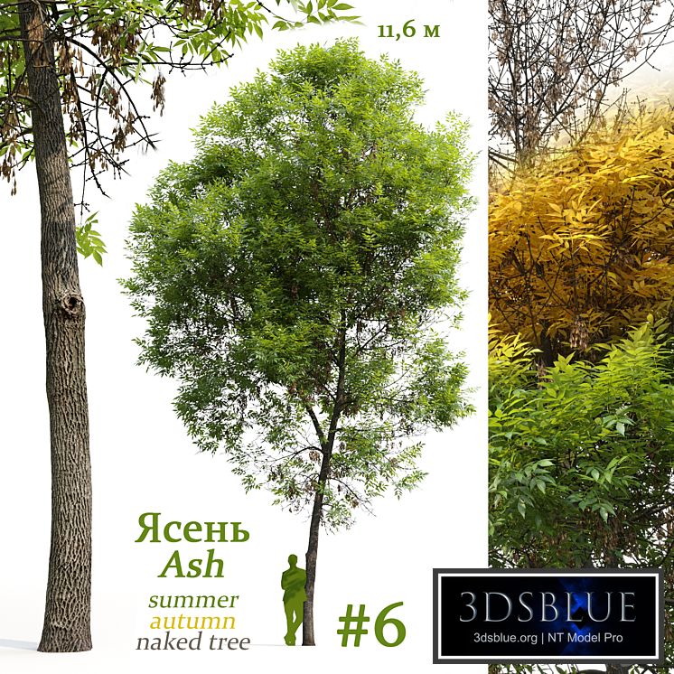 Ash-tree / Fraxinus #6