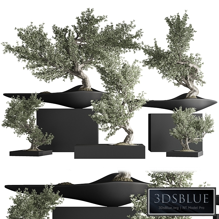 indoor plant bonsai set 35