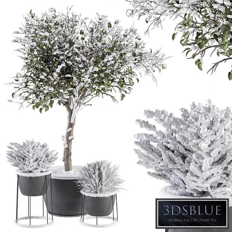 Outdoor Plants in Pot Snowy - Set 346