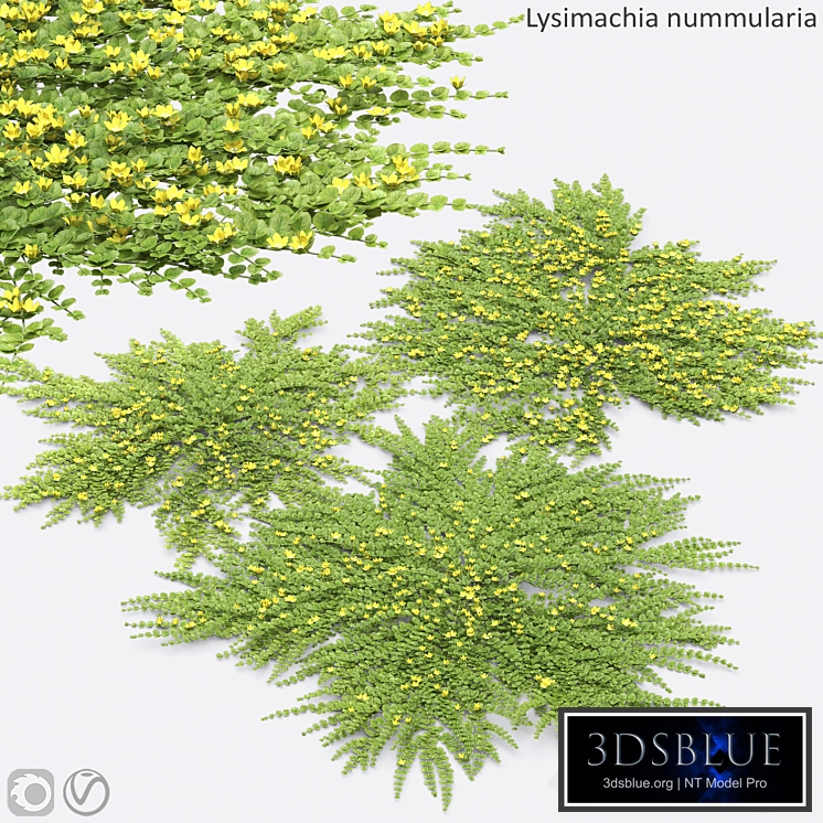 Lysimachia nummularia