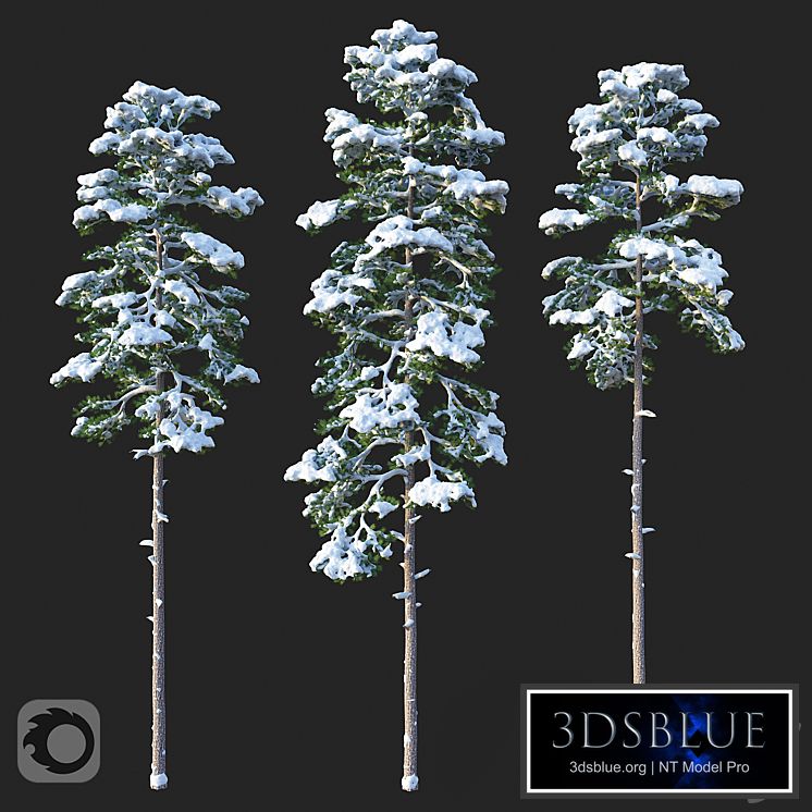 Pine. Set 02. Snow version