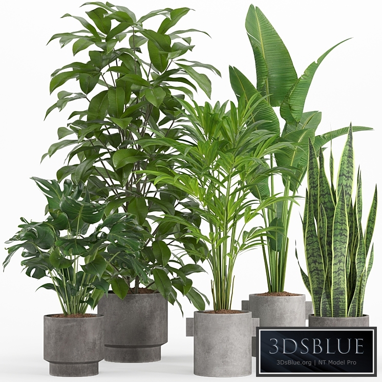 indoor plant set 013