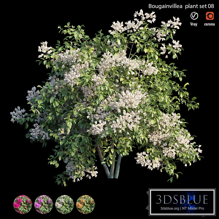 Bougainvillea plant set 08