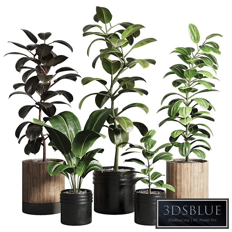 Ficus - Ficus rubbery plant 165_dirty wooden and plastic pots