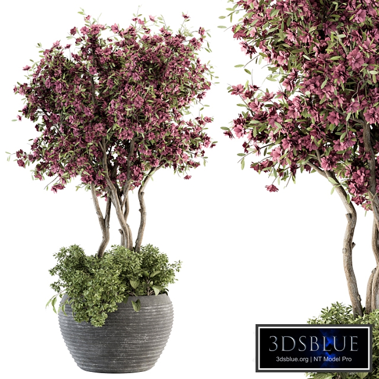 Outdoor Plant Set 352- Purple Flower Tree in Old Pot