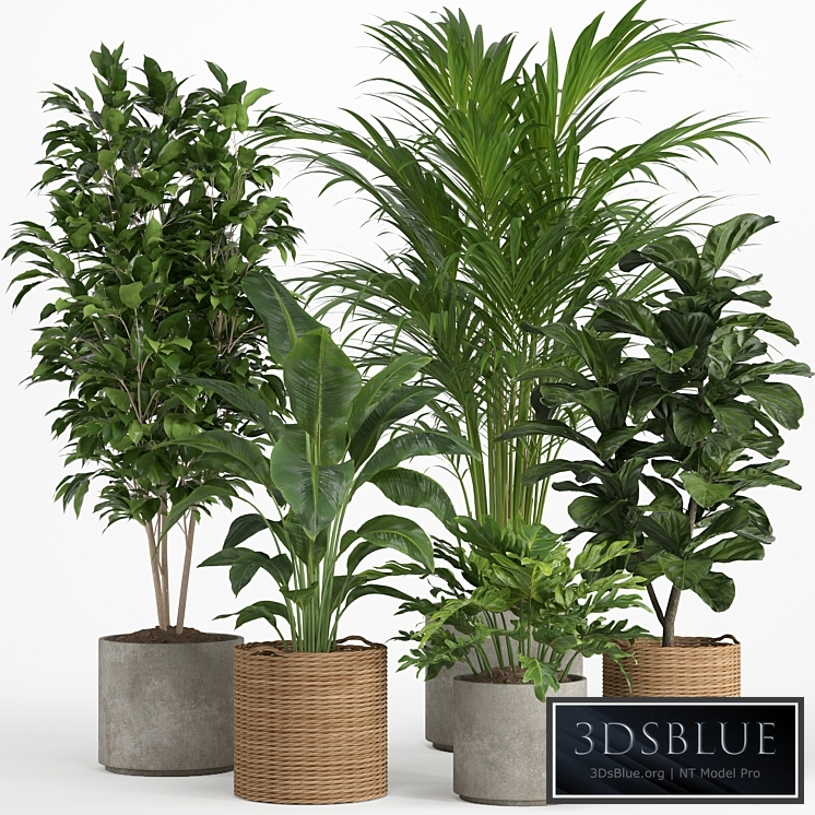 indoor plant set 014