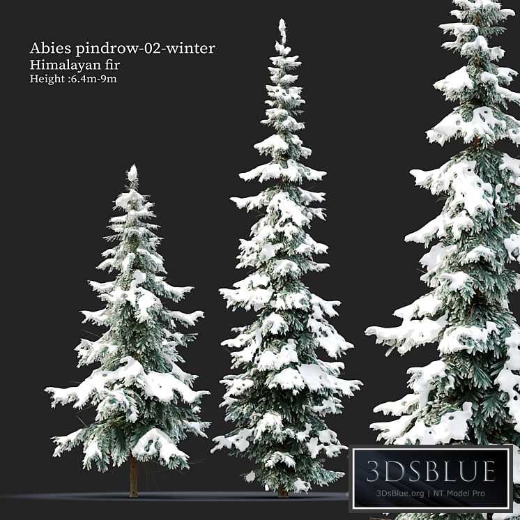 Abies pindrow-winter-02 PRO 7 $ Royalty free