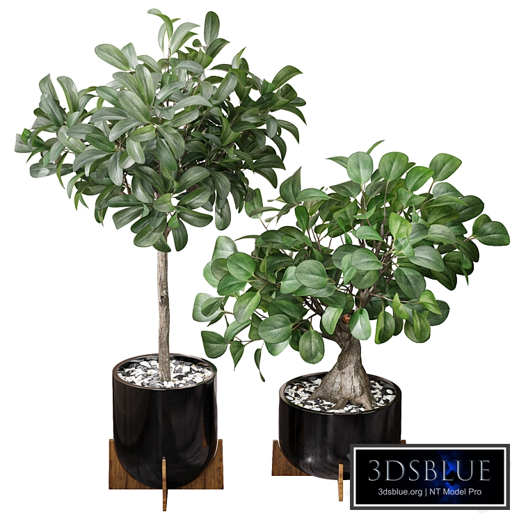 Ficus Sam Ficus Jim House Plant